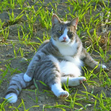 Riedblick Sued-ost *